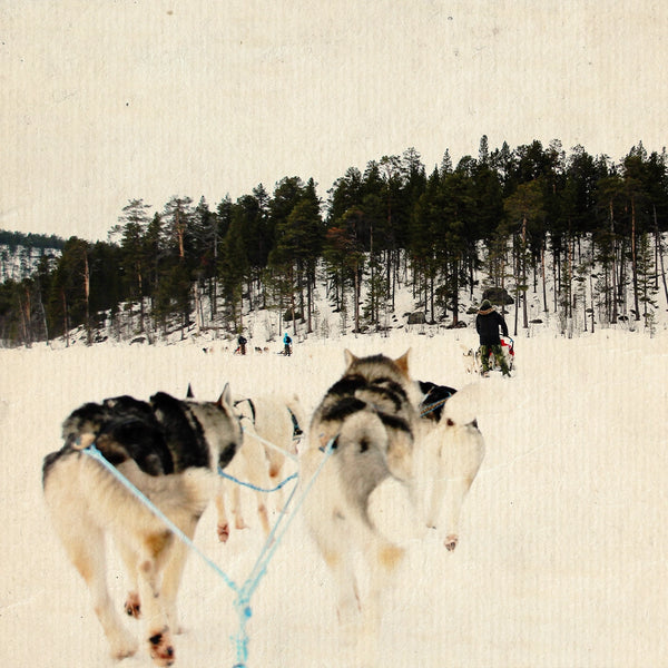 Slitta con gli husky, il silenzio in movimento