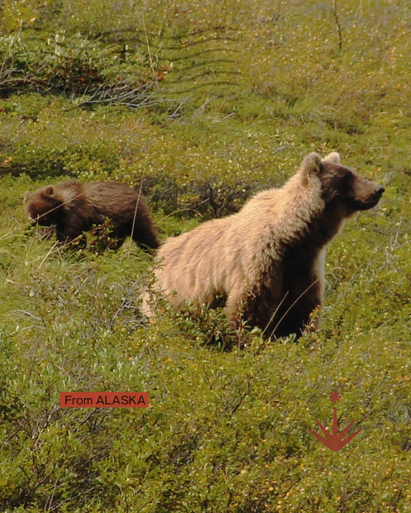 Alaska - Nel cuore del mondo selvaggio