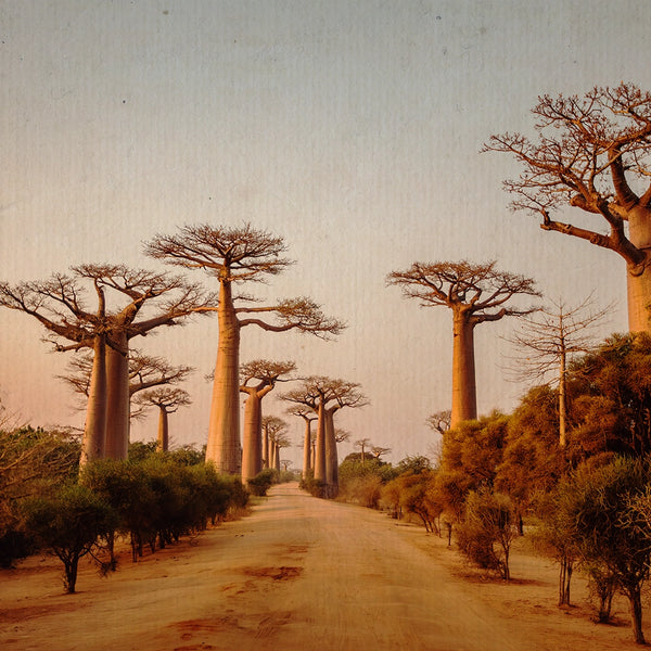 Il tramonto dei baobab