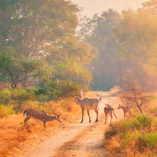 Le tigri del Rajasthan, parte due