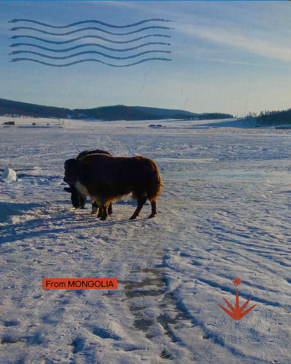 Mongolia d'inverno - La landa dei Khan