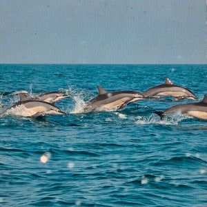 Ultime ore tra Arabia e Oceano