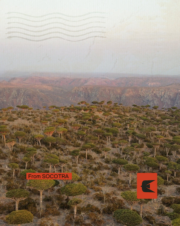 Socotra - Nel paradiso del sangue di Drago
