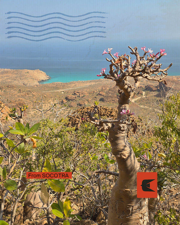 Socotra - Nel paradiso del sangue di Drago