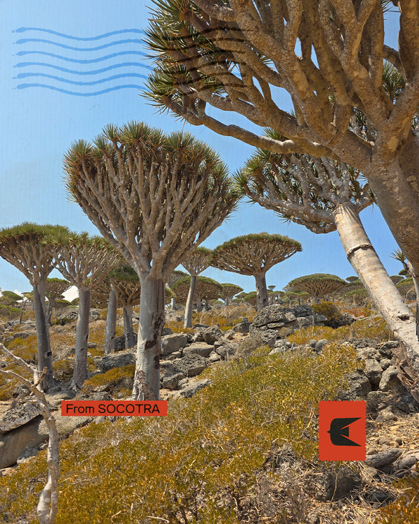 Socotra - Nel paradiso del sangue di Drago